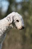 BEDLINGTON TERRIER 247